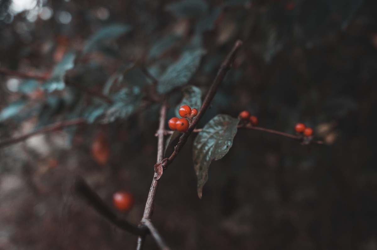 united states selective focus photography of red berries animal